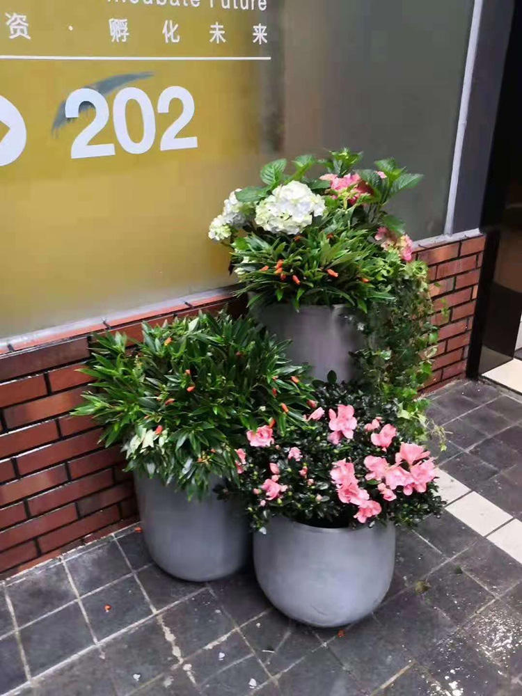 廣州天河區綠植花卉租賃 選擇專業靠譜的景采園林，讓活力綠意常伴